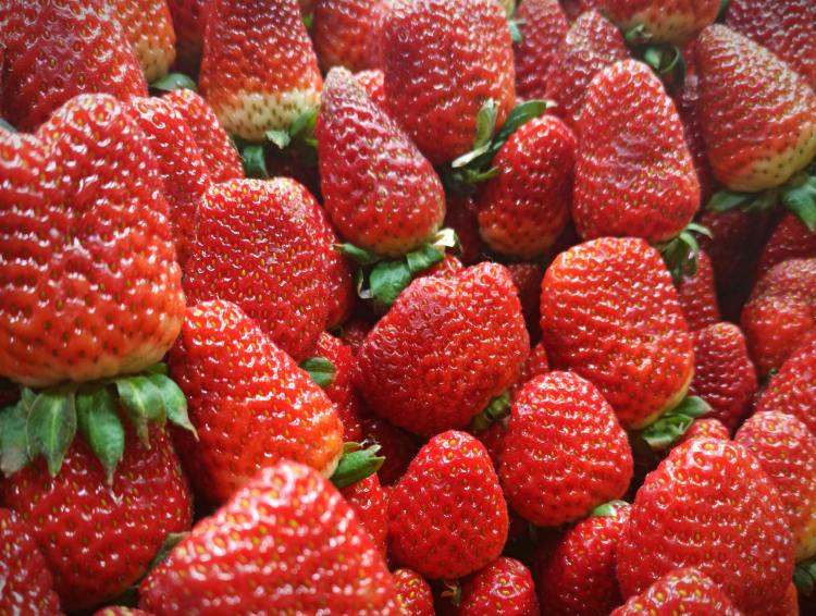 These Super Seasonal Strawberries Are the Pride of&nbsp;Louisiana
